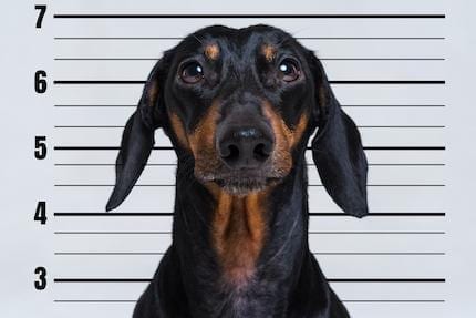 Litigating the Dangerous Dog Case